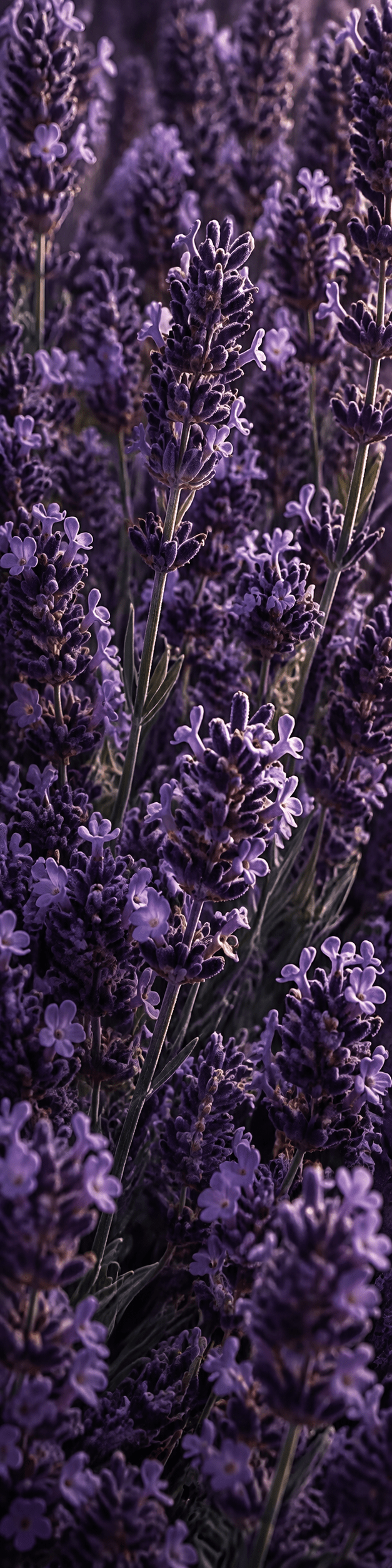 Purple lavender blossoms and fragrant herbs